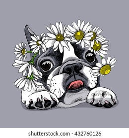 French Bulldog in a Chamomile crown. Vector illustration.
