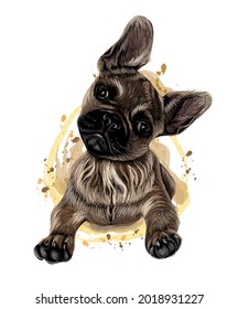 French Bulldog. Color, graphic, hand-drawn portrait of a cute Bulldog looking ahead on a white background with blots.