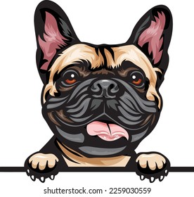 French Bulldog Color Peeking Dogs. Color image of a dogs head isolated on a white background. Dog portrait, Vector illustration