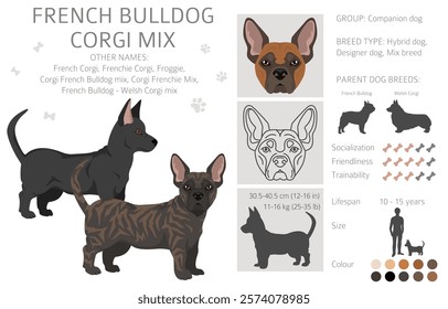 French Bulldog Corgi clipart. French Bulldog - Welsh Corgi mix. All possible coat colors, breed information, adults and puppies.  Vector illustration