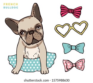 French bulldog. Cute puppy bulldog with accessorises. Dress up your dog vector illlustration