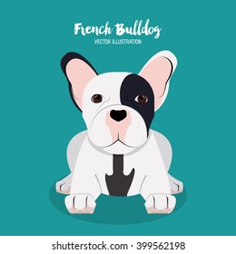 French bulldog design , vector illustration