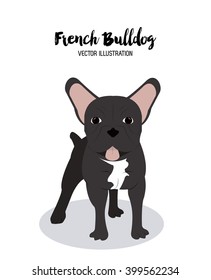 French bulldog design , vector illustration