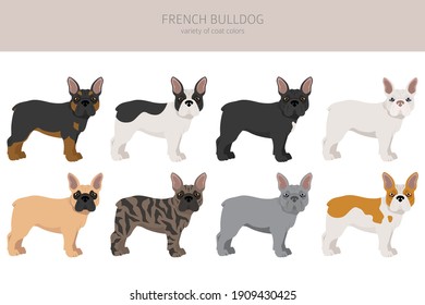 Perro de toro francés. Diferentes variedades de juego de perros de color de abrigo.  Ilustración del vector