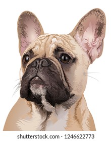 French Bulldog Dog