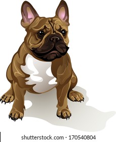 French Bulldog Dog Breed