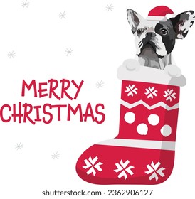 Perro Bulldog francés en una reserva navideña. Graciosa tarjeta de saludo de vacaciones con una linda cabeza de perro con patas. Postal de año nuevo. Regalo de invierno, mascota en calcetines, diseño de Navidad con mascota favorita. Cabeza aterradora.