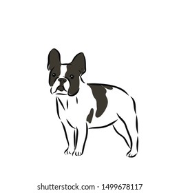 French bulldog dog, contour vector illustration 