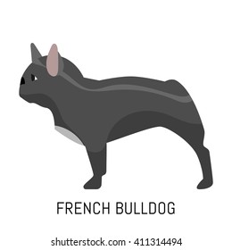 French bulldog. Dog, flat icon. Isolated on white background.
