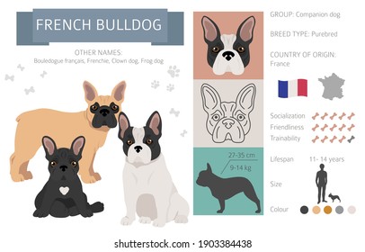 16,787 French Bulldog Stock Vectors, Images & Vector Art | Shutterstock