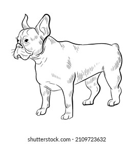 French Bulldog dog isolated on white background. Hand drawn dog breed vector sketch.