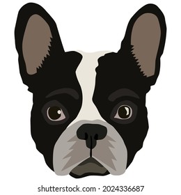 french bulldog dog pet wo loose fit ( design vector illustration for use in design and print wall art poster canvas