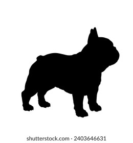 French bulldog Dog silhouette Breeds Bundle Dogs on the move. Dogs in different poses.
The dog jumps, runs. dog is sitting. The dog is lying down  playing