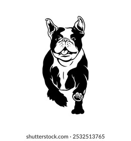 French Bulldog Dog Vector. front view running in black and white technique, suitable to meet your breeding business logo needs.