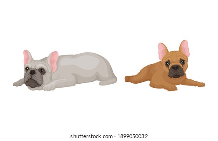 French Bulldog as Domestic Breed Lying Vector Set