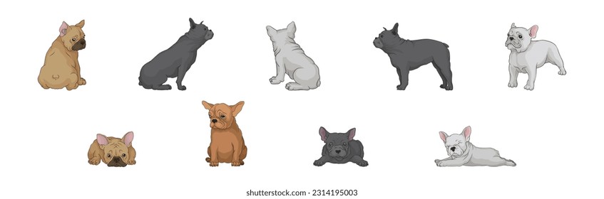 French Bulldog as Domestic Breed Lying and Standing Vector Set