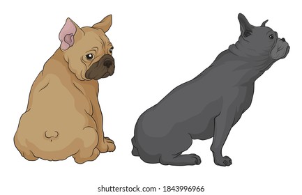 French Bulldog as Domestic Breed Sitting Vector Set
