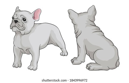 French Bulldog as Domestic Breed Sitting and Standing Vector Set