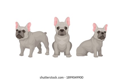 French Bulldog as Domestic Breed Sitting and Standing Vector Set