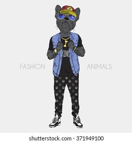 French bulldog dressed up in swag style  fashion animals