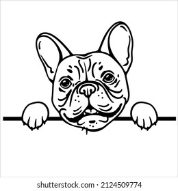 French bulldog face, frenchie portrait, peeking dog