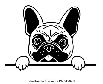 French bulldog face, frenchie portrait, peeking dog