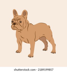 French bulldog flat vector illustration. Poster, card or logo design dog mascot. Isolated from background.