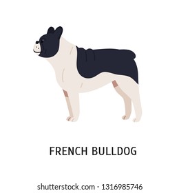 French Bulldog or Frenchie. Funny dog of short-haired breed isolated on white background. Adorable pretty purebred domestic animal or pet. Colorful vector illustration in flat cartoon style. 