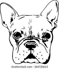 French Bulldog hand drawn sketch. Small dog portrait on white background.