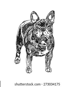 French Bulldog. hand drawn. Vector illustration