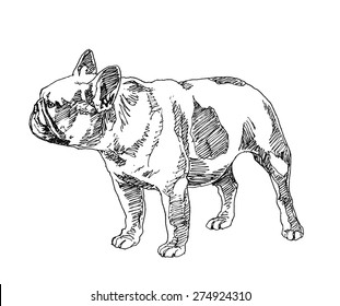 French Bulldog  hand drawn  Vector illustration