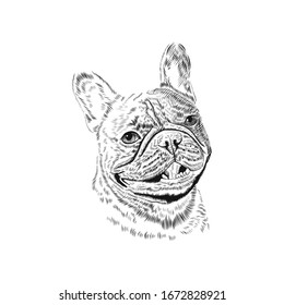 French Bulldog head, hand drawn pet animal sketch. Vector black and white monochrome illustration. Tattoo template.