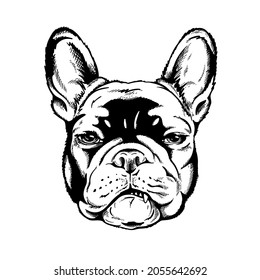 French bulldog head illustration. Angry dog ​​sketch. Image for printing on any surface