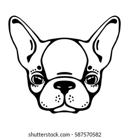 French bulldog head isolated, white background. Vector illustration