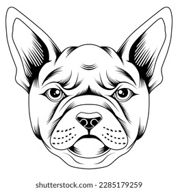 french bulldog illustration tattoo style in black and white