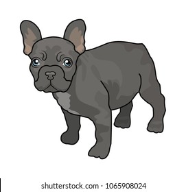 French Bulldog isolated on a white background. Vector illustration.
