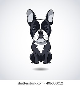 French bulldog isolated on white background. Vector illustration