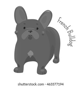 French bulldog isolated on white background. Small domestic breed. Cartoon puppy. Child fun pattern icon. Vector illustration for animal design. Grey color
