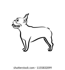 French bulldog - isolated vector illustration