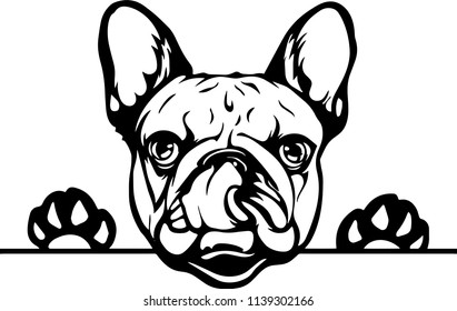 French Bulldog lap hot dog breed face head isolated pet animal domestic pet canine puppy purebred pedigree hound portrait peeking paws smiling smile happy art artwork illustration design set