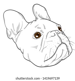 French Bulldog looking up with lovely eye.