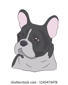 French bulldog, looking in the side, vector