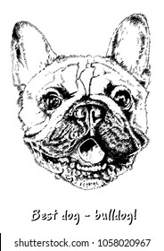 Französisches Bulldog-Maulkorb-Porträt, Vektorgrafik