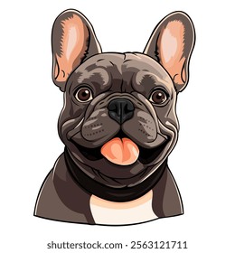 French Bulldog on White Background Pug Dog