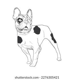 French bulldog outline vector illustration.