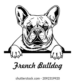 French Bulldog peeking out a dog. Fat Bulldog. Black and white vector illustration. Clipart for cutting and printing