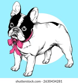 French bulldog pied and pink bow hand-drawn doodle engraved line ink illustration