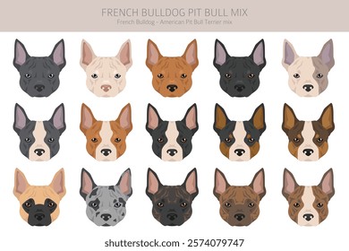 French Bulldog Pitbull mix clipart. French Bulldog - Pit bull terrier mix. All possible coat colors, breed information, adults and puppies.  Vector illustration