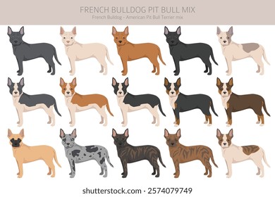 French Bulldog Pitbull mix clipart. French Bulldog - Pit bull terrier mix. All possible coat colors, breed information, adults and puppies.  Vector illustration