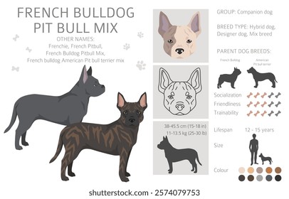 French Bulldog Pitbull mix clipart. French Bulldog - Pit bull terrier mix. All possible coat colors, breed information, adults and puppies.  Vector illustration